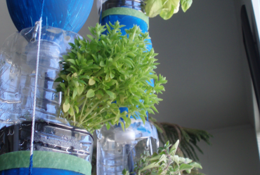 Mini-basil flourishing in a hanging water bottle